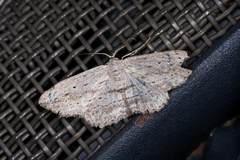 Scopula desita