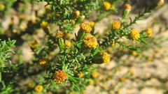 Marasmodes spinosa