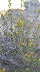 Marasmodes spinosa