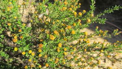 Marasmodes spinosa
