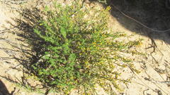 Marasmodes spinosa