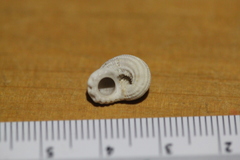 Austroliotia australis