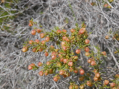 Dodonaea hexandra
