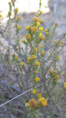Marasmodes spinosa