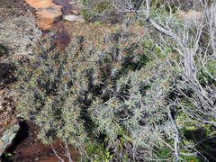 Euphorbia loricata