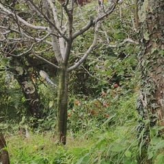 Urocissa flavirostris