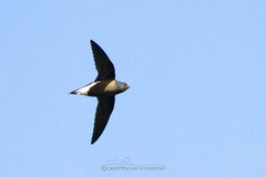 Hirundapus giganteus