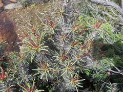 Euphorbia loricata
