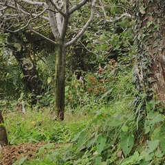 Urocissa flavirostris