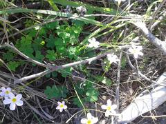 Oxalis caprina