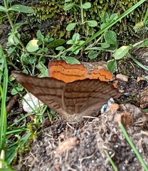 Pseudergolis wedah