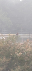 Carpodacus
