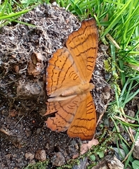 Pseudergolis wedah
