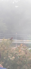 Carpodacus