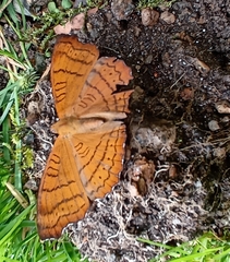 Pseudergolis wedah