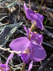 Swainsona procumbens