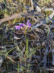 Swainsona procumbens