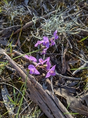 Swainsona procumbens