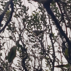 Urocissa flavirostris