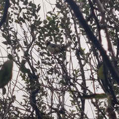 Urocissa flavirostris