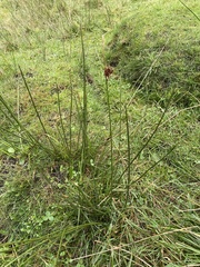 Juncus conglomeratus
