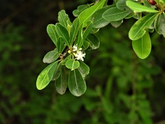 Erythroxylum monogynum
