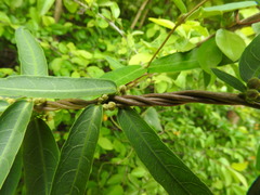 Hemidesmus indicus