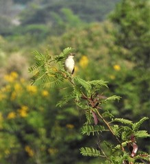 Prinia sylvatica