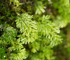 Hymenophyllum cupressiforme