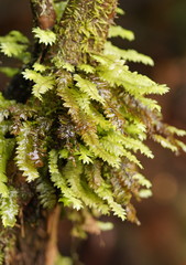 Cyathophorum bulbosum