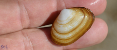 Coecella chinensis