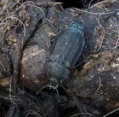 Thanatophilus micans