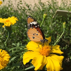 Danaus chrysippus
