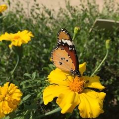 Danaus chrysippus