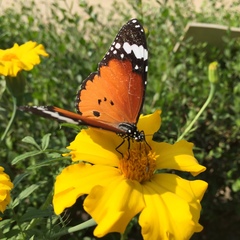 Danaus chrysippus
