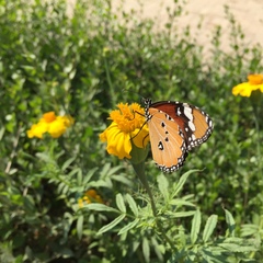 Danaus chrysippus