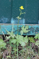 Ranunculus propinquus subborealis