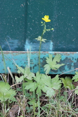 Ranunculus propinquus subborealis