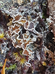 Lecanora epibryon broccha