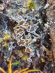 Lecanora epibryon broccha