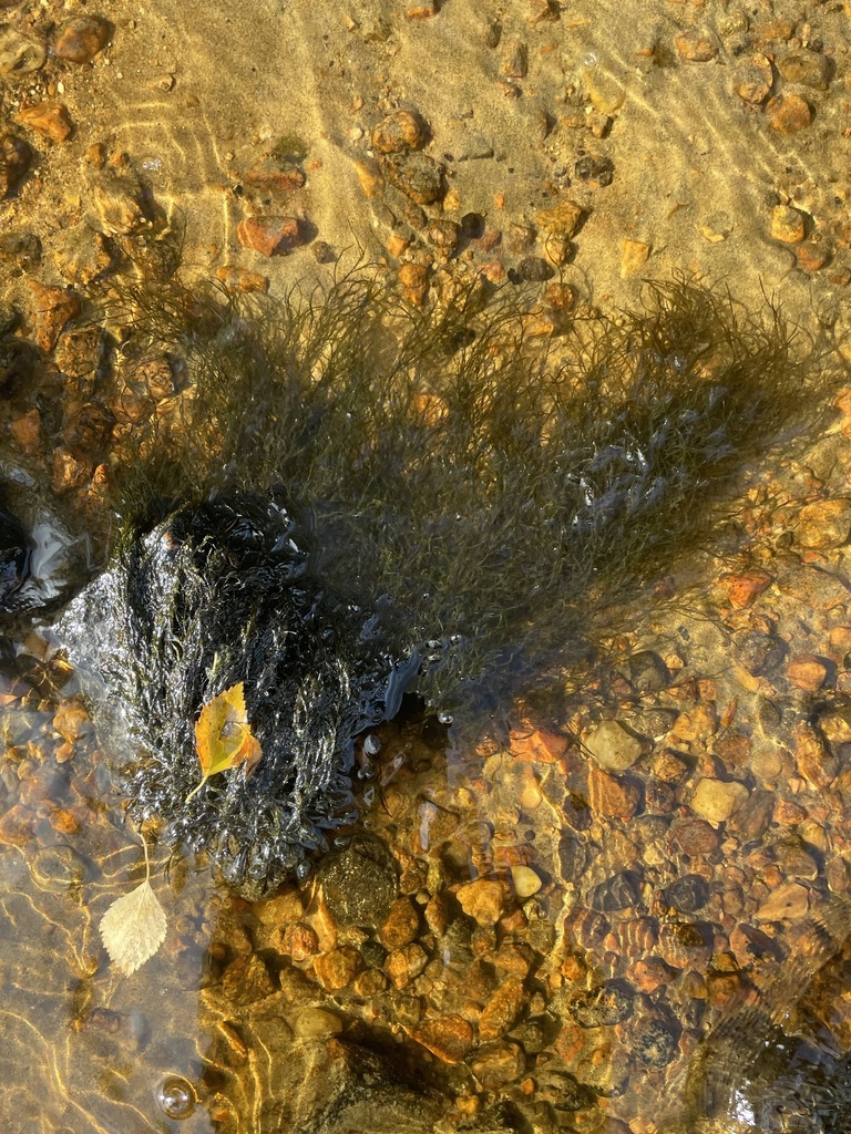 Fontinalis dichelymoides