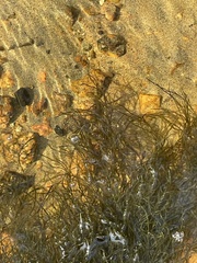 Fontinalis dichelymoides