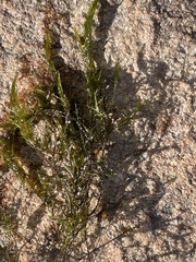 Fontinalis dichelymoides