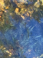 Fontinalis dichelymoides