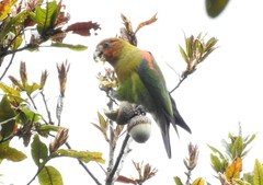 Rusty-Faced Parrot photo 2