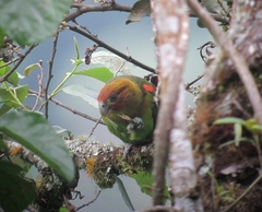 Rusty-Faced Parrot photo 5