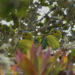 Fuertes's Parrot photo 4