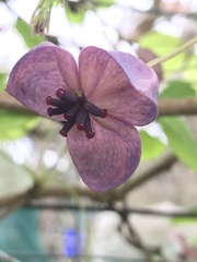Akebia