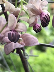 Akebia