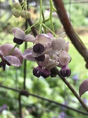 Akebia